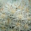 Mammillaria _candida_ 05